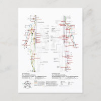 Diagramm der menschlichen Meridianer