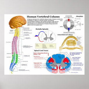 Diagramm der menschlichen vertebralen Spalte Poster