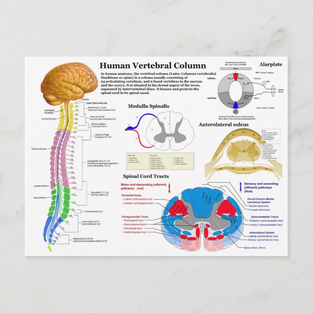 Diagramm der menschlichen Wirbelsäule Postkarte (Vorderseite)