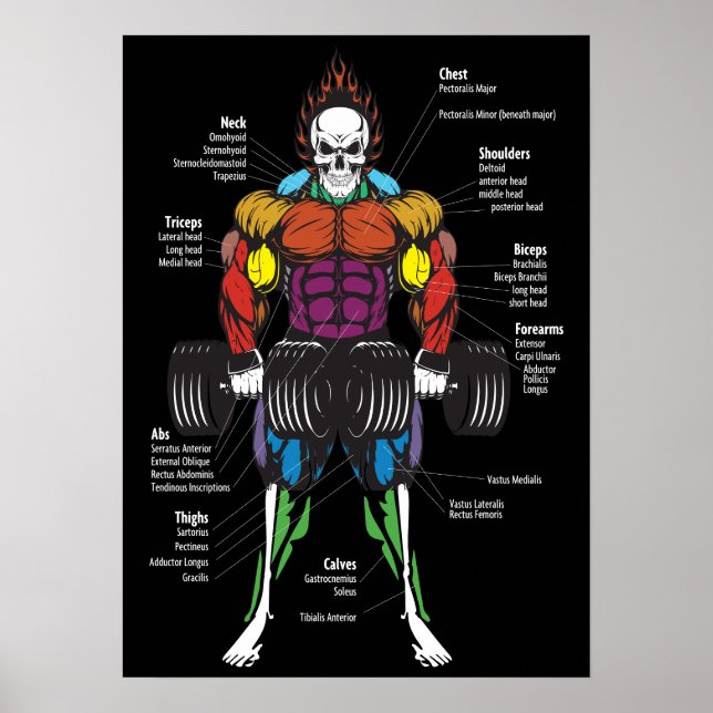 Diagramm der Muskelanatomie - Gymnastik Workout-Bo Poster (Vorne)