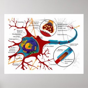 Diagramm der Nervenzellen von Neuronen Poster