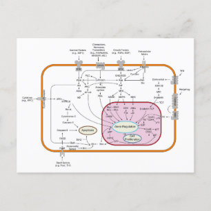 Diagramm der Signalwege von Zellen Postkarte