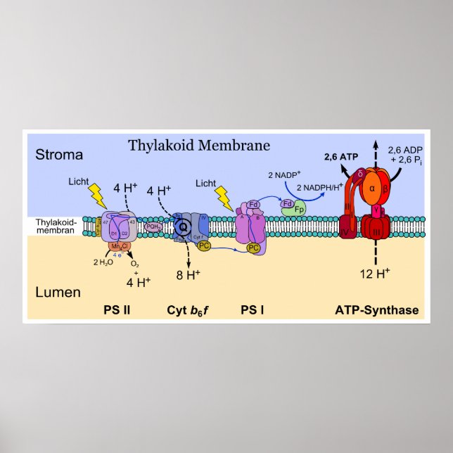 Diagramm der Thylakoid-Membran der Chloroplasten Poster (Vorne)