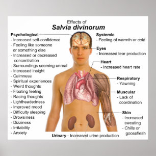 Diagramm der Wirkungen der Pflanze Salvia Divinoru Poster