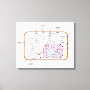 Diagramm der Zellgensignaltransduktionswege Leinwanddruck