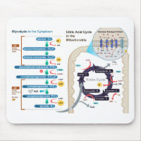 Diagramm der zellulären Atmung Glykolyse