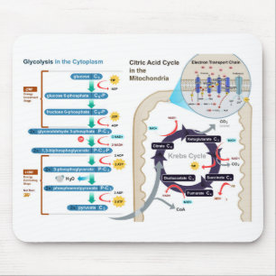 Diagramm der zellulären Atmung Glykolyse Mousepad