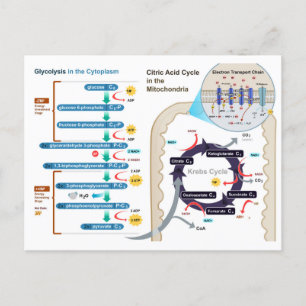 Diagramm der zellulären Atmung Glykolyse Postkarte