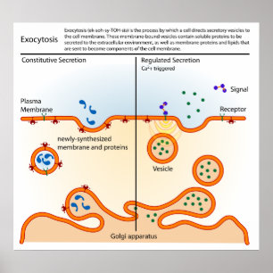 Diagramm der Zellulozytose Poster