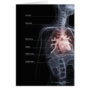 Diagramm des Atmungssystems und des Herzens