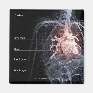 Diagramm des Atmungssystems und des Herzens Magnet
