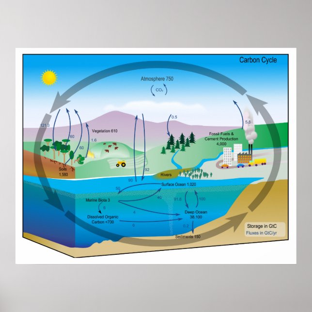 Diagramm des biogeochemischen Kohlenstoffzyklus Poster (Vorne)