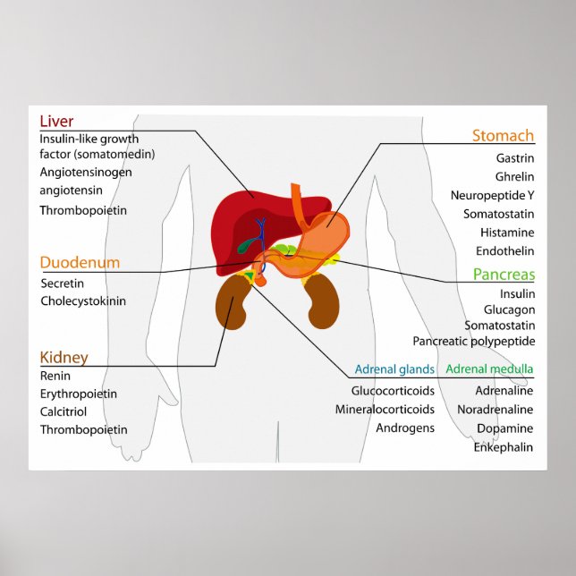 Diagramm des endokrinen Alimentariums Poster (Vorne)