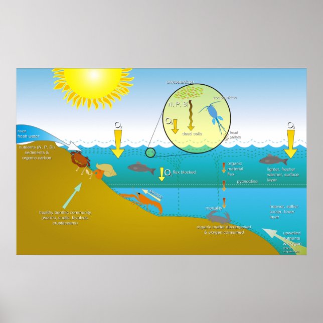 Diagramm des Eutrophierungsprozesses Poster (Vorne)