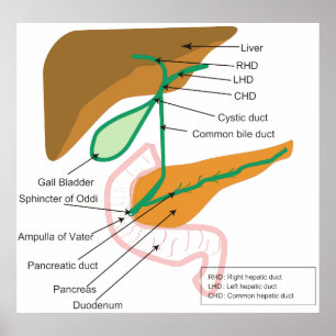 Diagramm des menschlichen Gallensystems-Gallenwegs Poster