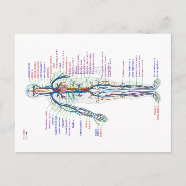 Diagramm des menschlichen Kreislaufsystems Postkarte (Vorderseite)