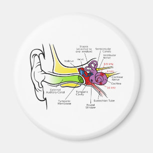 Diagramm des menschlichen Ohrs mit Cochlear-Freque Magnet