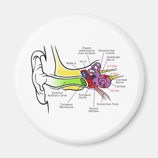 Diagramm des menschlichen Ohrs mit Cochlear-Freque Magnet (Vorne)