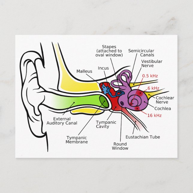 Diagramm des menschlichen Ohrs mit Cochlear-Freque Postkarte (Vorderseite)