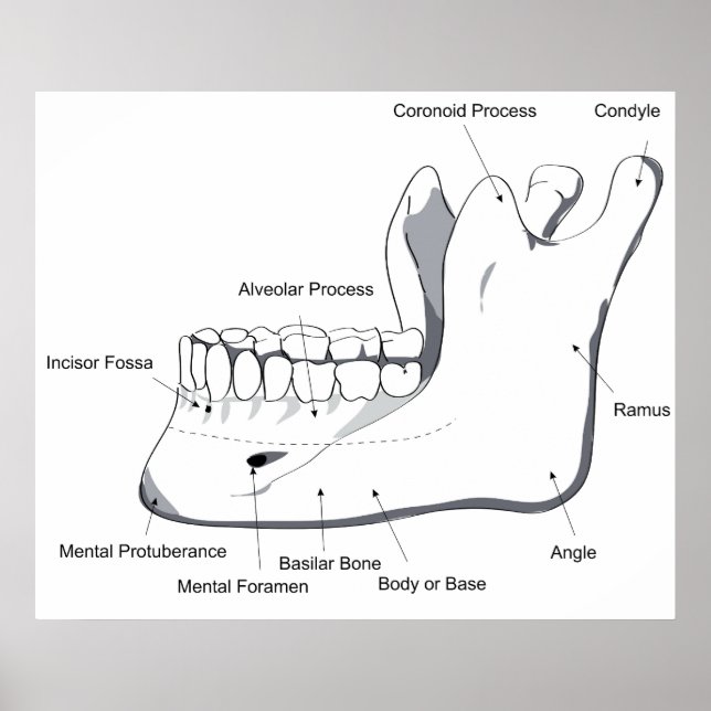 Diagramm des menschlichen Schädels Poster (Vorne)