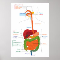 Diagramm des menschlichen Verdauungssystems