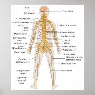Diagramm des Nervensystems des menschlichen Körper Poster