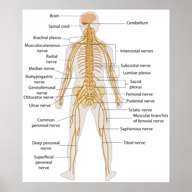 Diagramm des Nervensystems des menschlichen Körper Poster (Vorne)