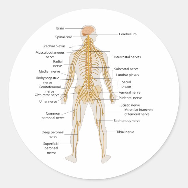 Diagramm des Nervensystems des menschlichen Körper Runder Aufkleber (Vorderseite)