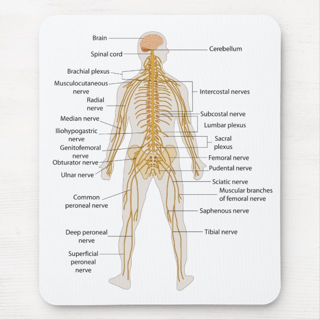 Diagramm des Nervensystems des menschlichen Mousepad (Vorne)