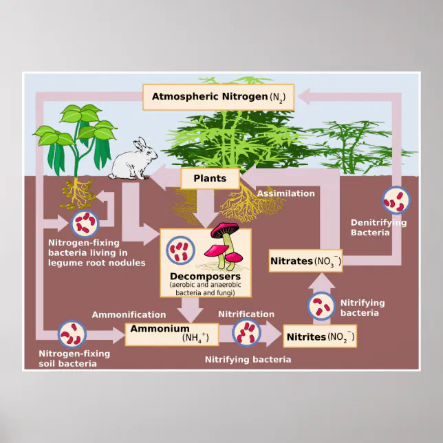 Diagramm des Stickstoffkreislaufs im Aquarium