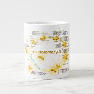 Diagramm des Zentrosom-Zyklus Jumbo-Tasse