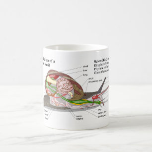 Diagramm einer allgemeinen Garten-Schnecke Tasse