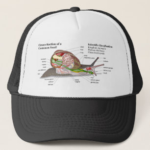 Diagramm einer allgemeinen Garten-Schnecke Truckerkappe
