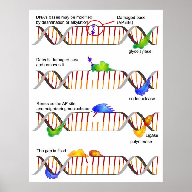 Diagramm einer einfachen DNA-Base-Exzision-Reparat Poster (Vorne)
