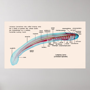 Diagramm einer Lamprey-Art Larva Poster