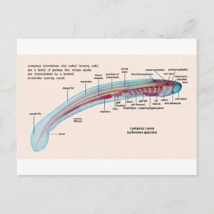 Diagramm einer Lamprey-Art Larva Postkarte