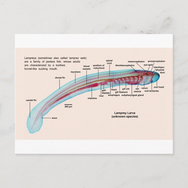 Diagramm einer Lamprey-Art Larva Postkarte (Vorderseite)