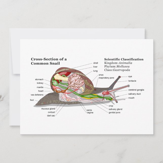 Diagramm einer Schnecke aus einem gemeinsamen Gart (Vorderseite)