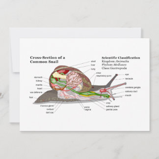 Diagramm einer Schnecke aus einem gemeinsamen Gart