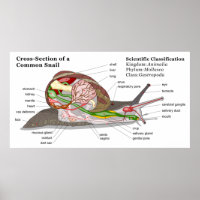 Diagramm einer Schnecke aus einem gemeinsamen Gart