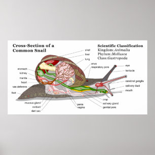 Diagramm einer Schnecke aus einem gemeinsamen Gart Poster
