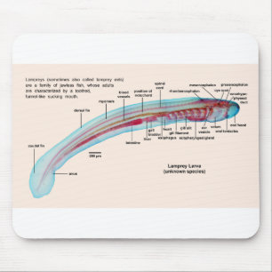 Diagramm einer Seeneunauge-Spezies-Larve Mousepad