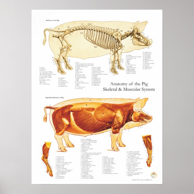 Diagramm für die Anatomie des Brustmuskels und der Poster (Vorne)