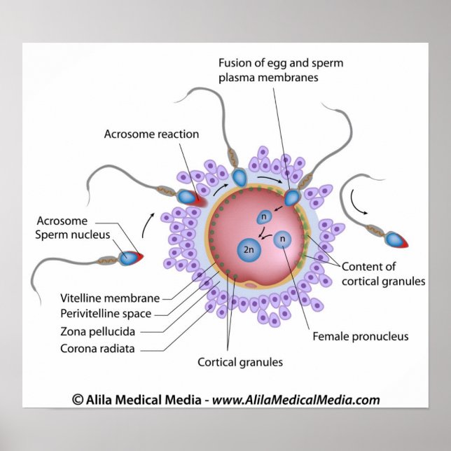 Diagramm für die Fertilisation Poster (Vorne)