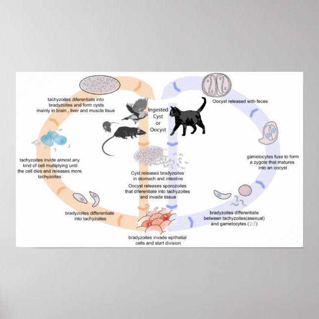 Diagramm Lebenszyklus von Toxoplasma gondii Poster (Vorne)
