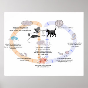 Diagramm Lebenszyklus von Toxoplasma gondii Poster