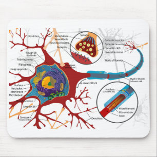 Diagramm vollständige Nervenzelle Nervensystem  Mousepad