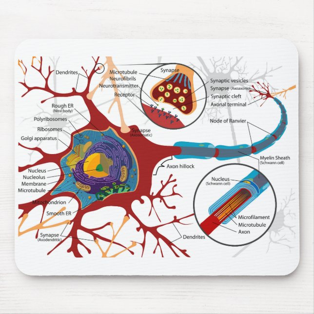 Diagramm vollständige Nervenzelle Nervensystem  Mousepad (Vorne)