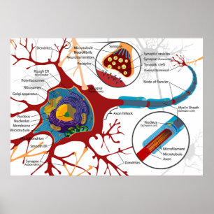 Diagramm vollständige Nervenzelle Nervensystem Poster