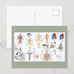 Diagramme der menschlichen Anatomie Postkarte